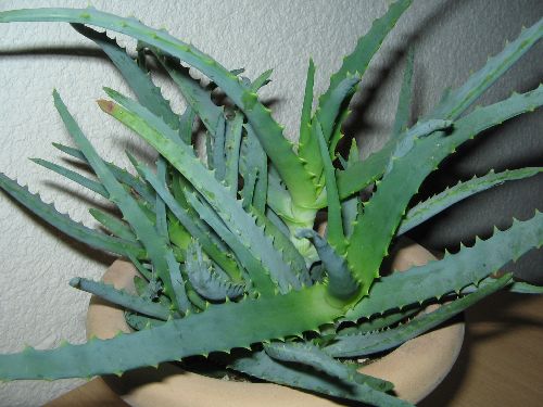 aloes arborescence