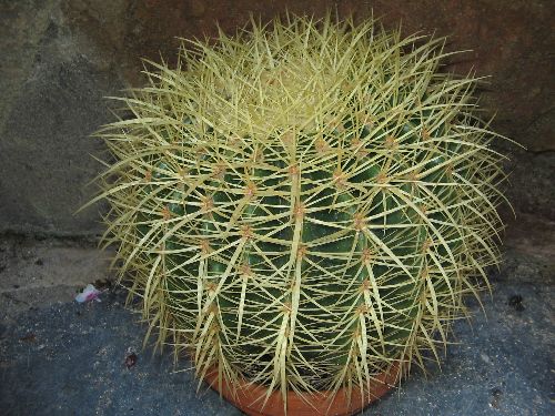 ECHINOCACTUS GRUSONII