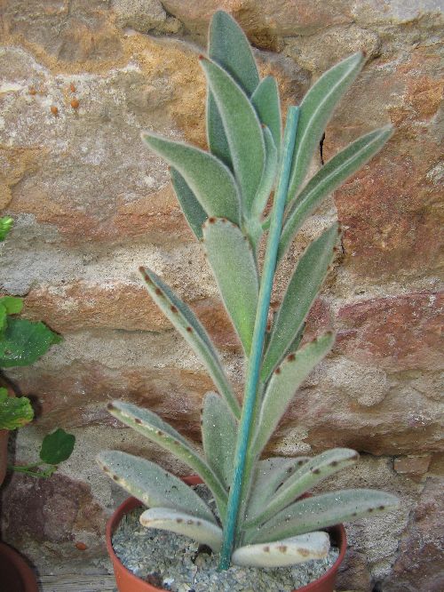 Kalanchoe Tomentosa 