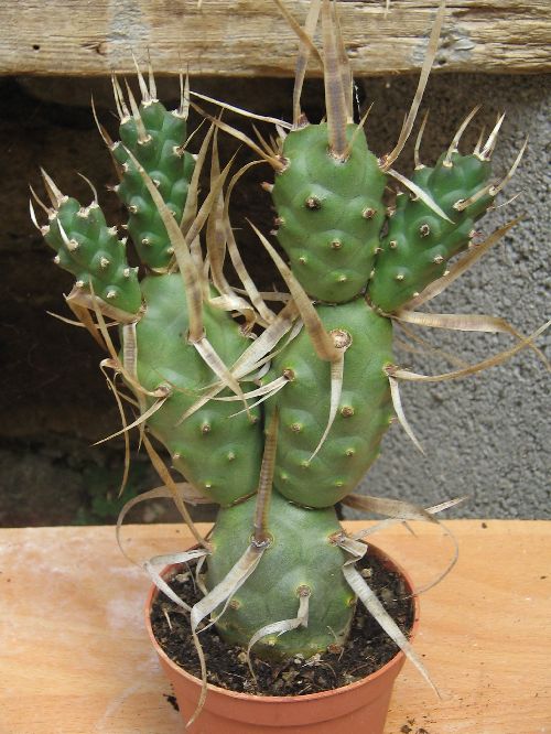 TEPHROCACTUS ARTICULATUS