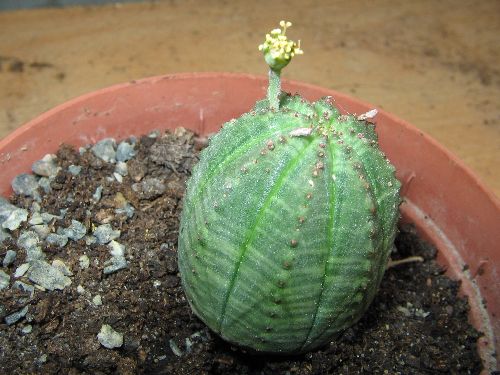 EUPHORBIA OBESA