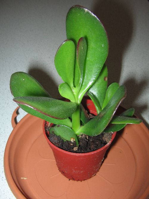 CRASSULA PORTULACEA