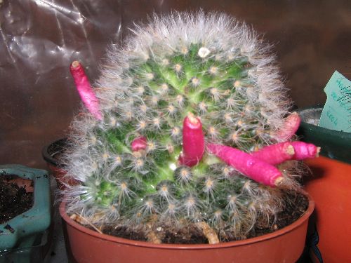 Mammilaria Bocasana