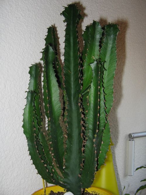 Euphorbia Triangularis