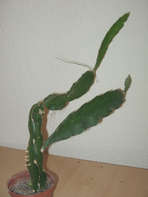 Hylocereus Undatus