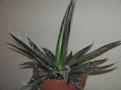 Agave Parviflora