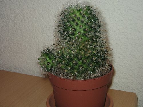 Mammilaria Bocasana