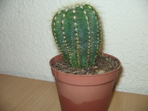 NOTOCACTUS ARIOCARPUS