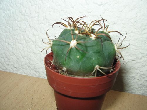 Gymnocalycium zegarrae