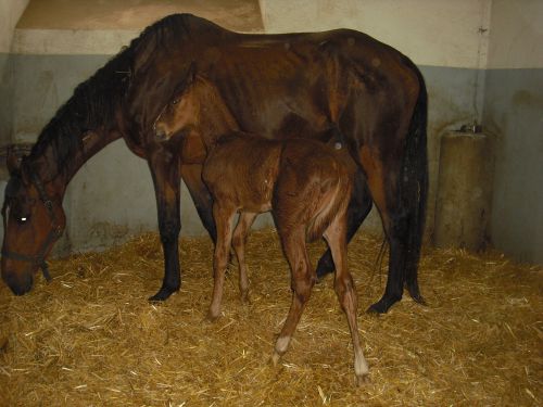 haras de Pompadour