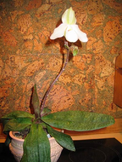 PAPHIOPEDILUM PIINOCHIO