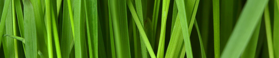 CHASSIEU ENVIRONNEMENT