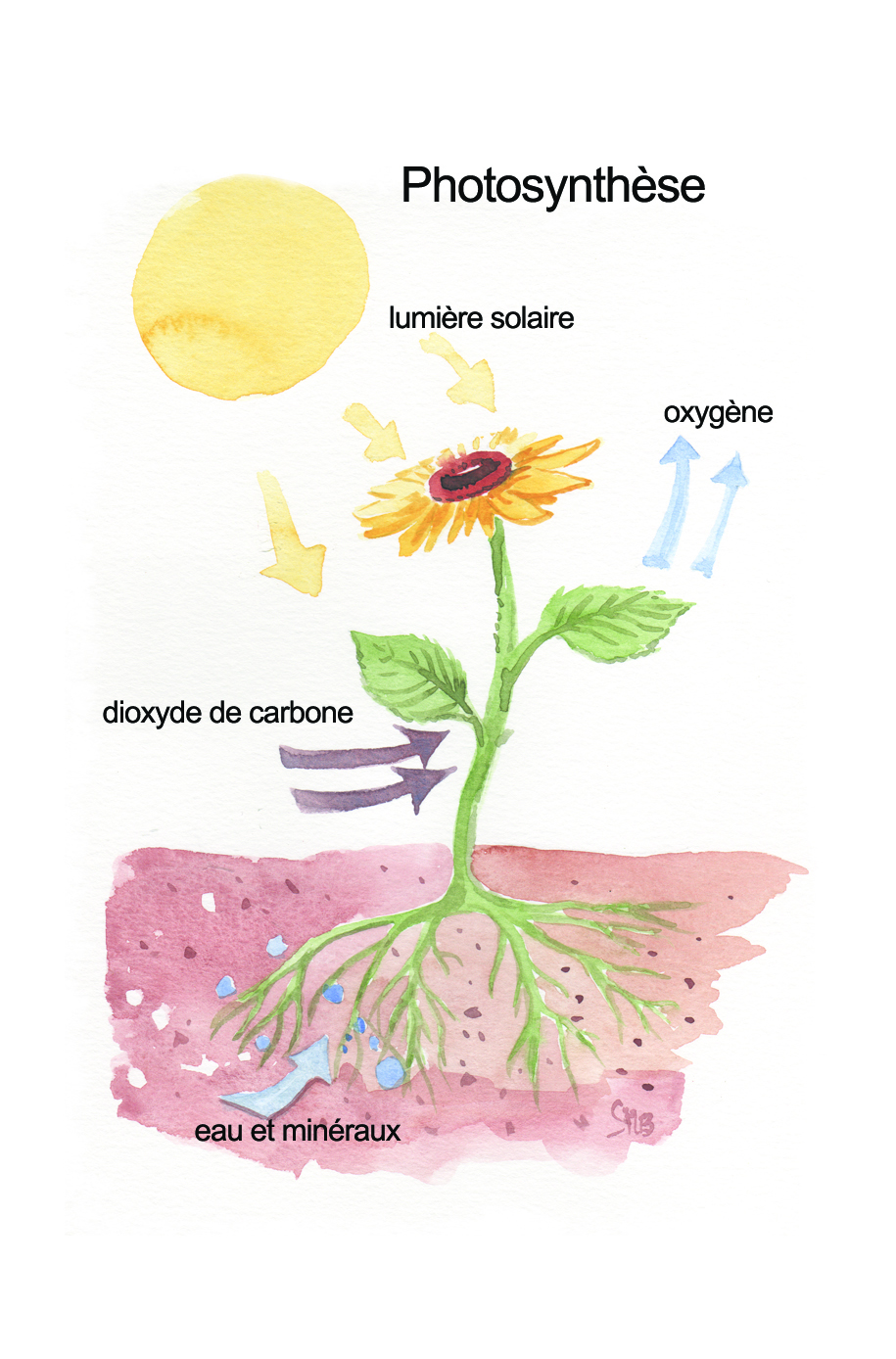 Annexe 1 - photosynthese