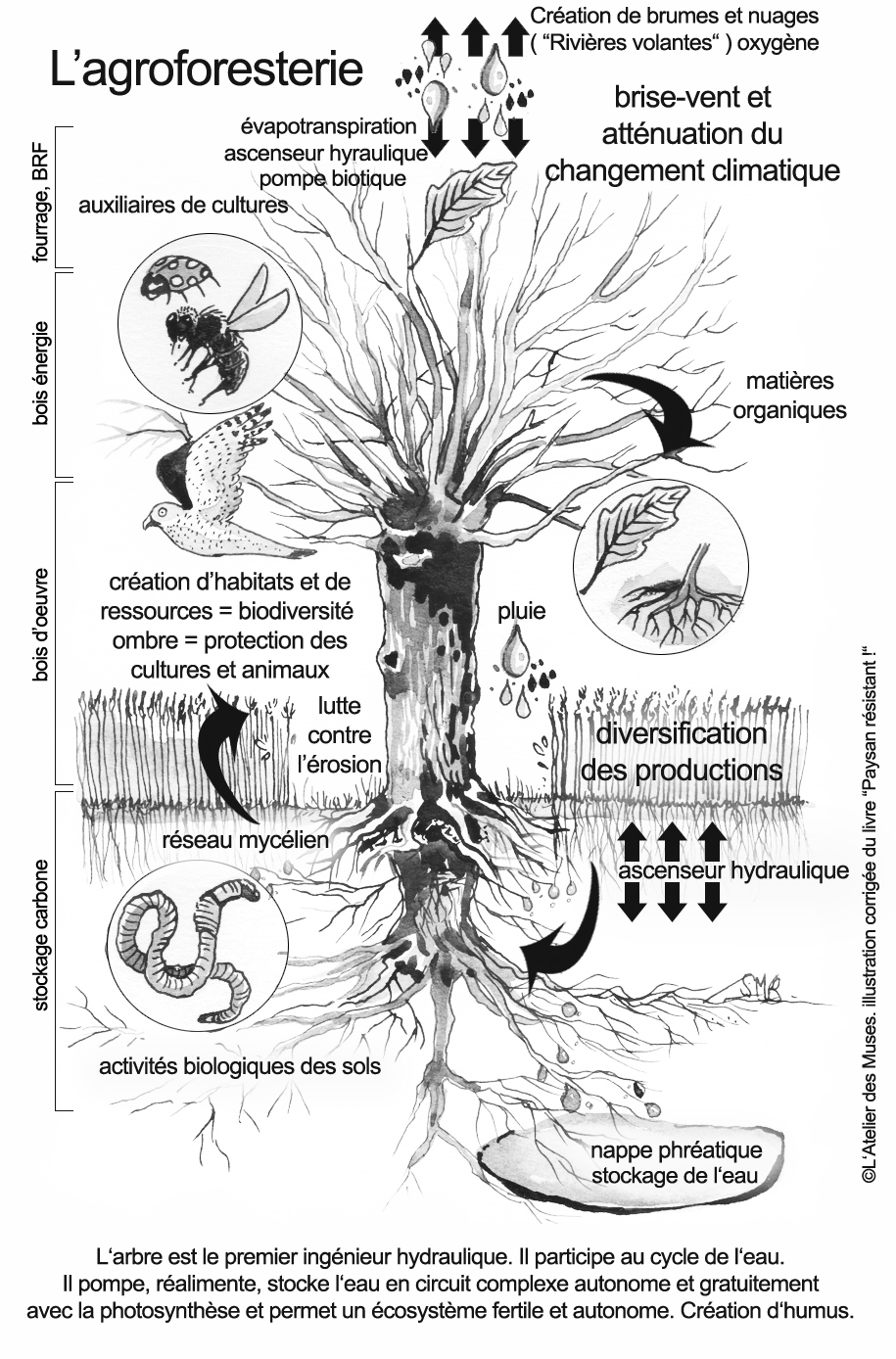 l\\\'arbre pompe biotique agroforesterie 2022 corrigé