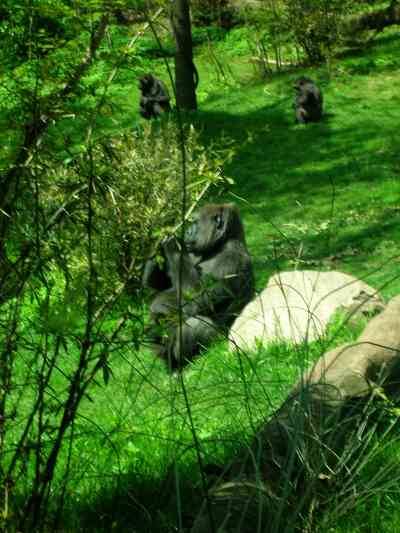 Zoo du Bronx (New-York)