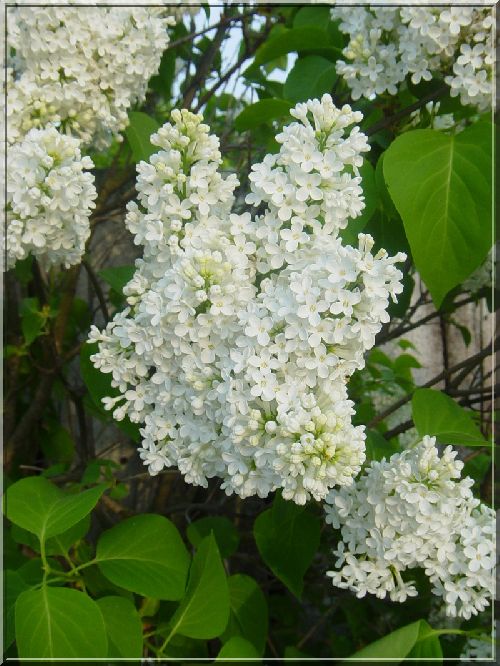 Lilas blanc