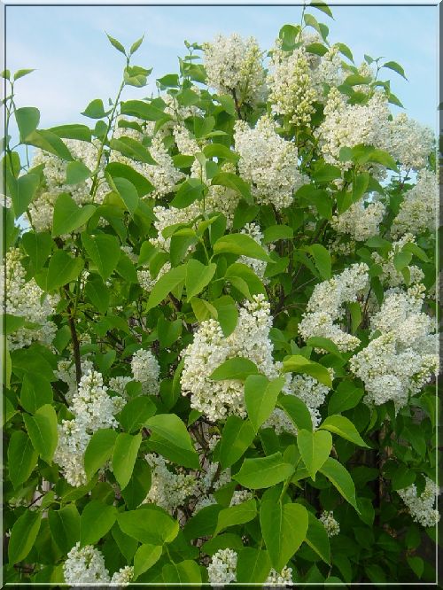 Lilas blanc