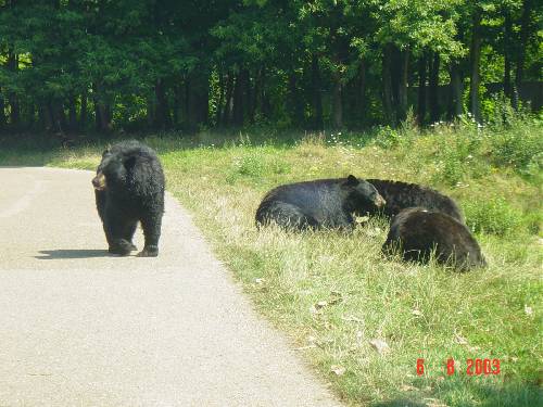 Les ours du zoo de Thoiry, près de Paris