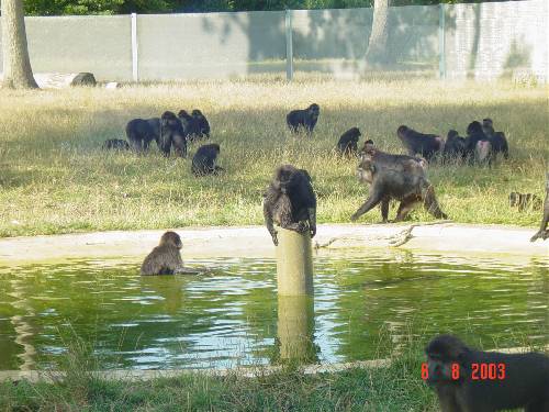 Zoo de Thoiry