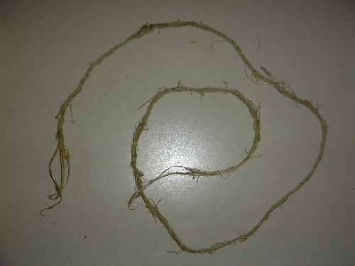 fibre obtenue à partir d'une ortie