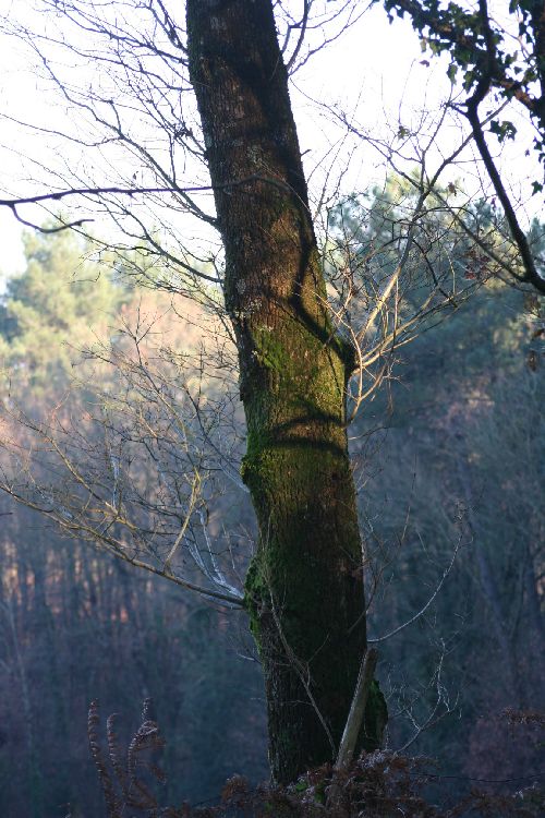 un visage sur l'arbre