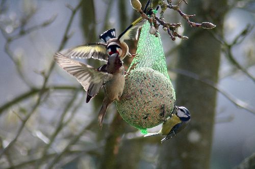 autour de la boule