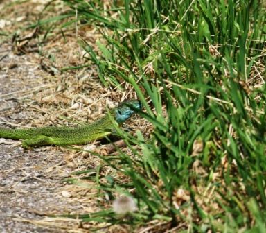 lézard vert et turquoise