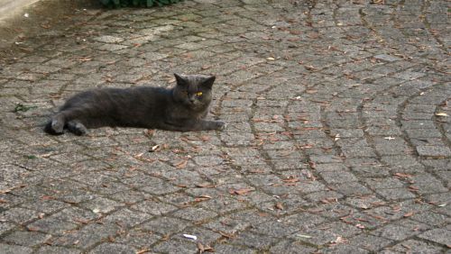 chat de la rue