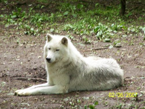 Loups du Canada