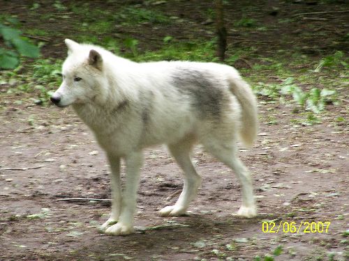 Loups du Canada