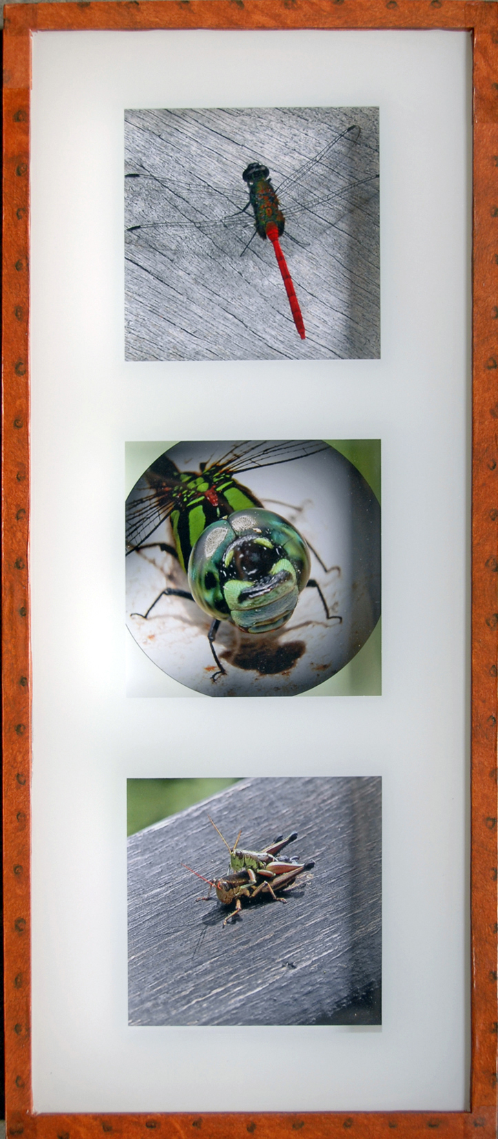 Insectes (71x31cm)