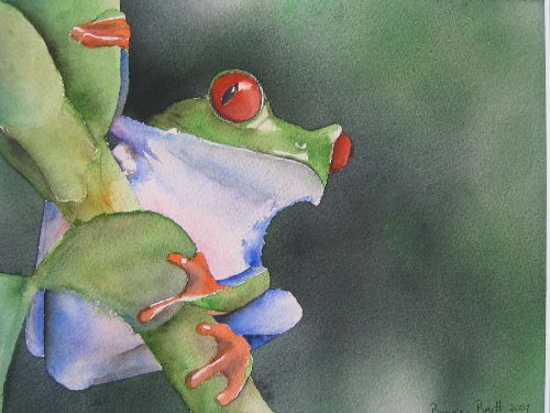 Red eyed tree frog (2007)