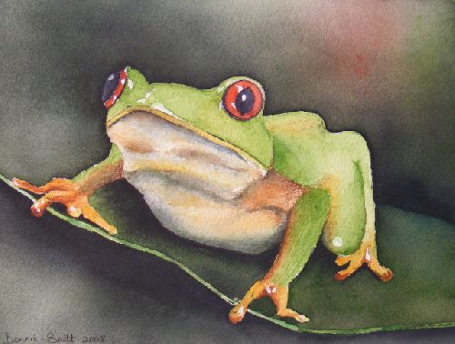 Red eyed tree frog 2 (2008)