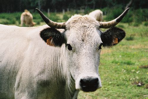 La grise de montagne