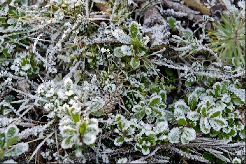 Givre (décembre 2006)