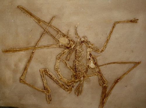 <font color=red>Pterodactylus antiquus Jurassique Solnhofen Allemagne