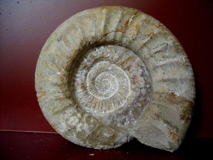 Ammonite indéterminée du MALM ( sans doute oxf sup) de Geisingen   210mm