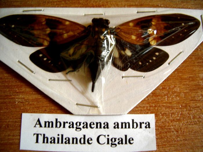 Ambragaena ambra - Wang Pao- Thailande 98mm