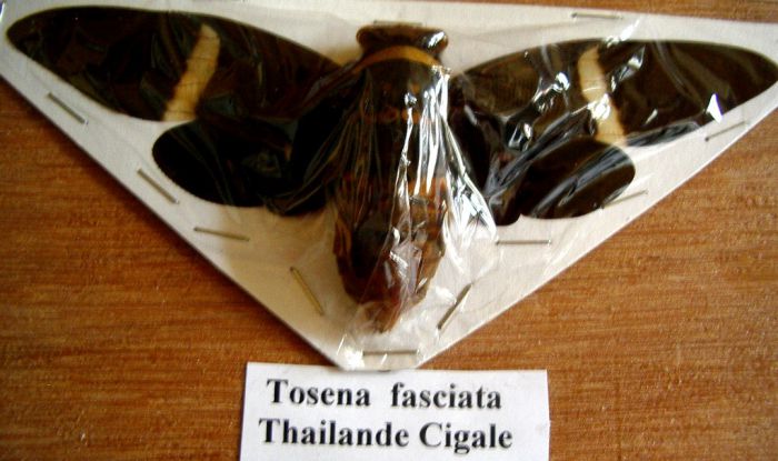 Tosenia fasciata - Wang Pao- Thailande 140mm