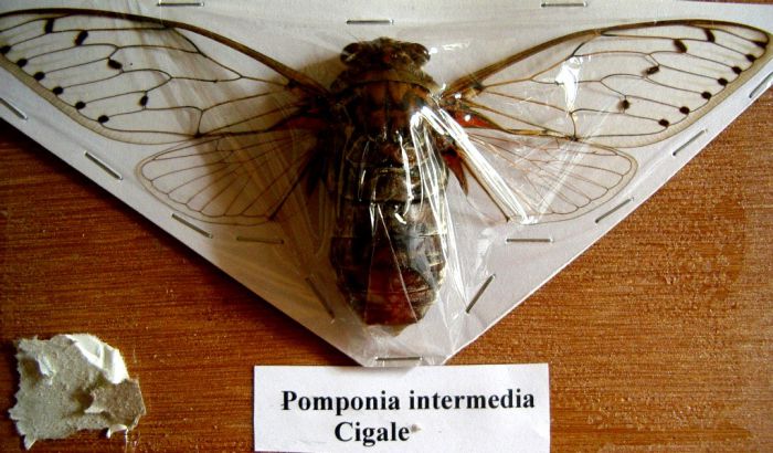 Pomponia intermedia - Wang Pao- Thailande 168mm