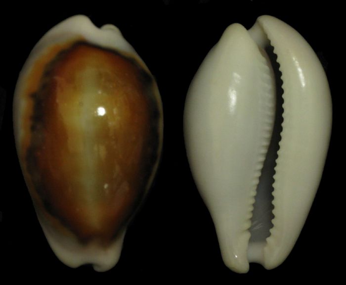 103 Neobernaya spadicea-48-Santa Cruz,Californie