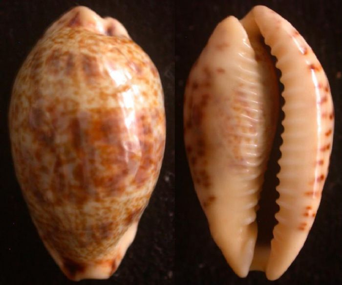 110 Palmadusta lentiginosa-24mm-Pamdam,Inde