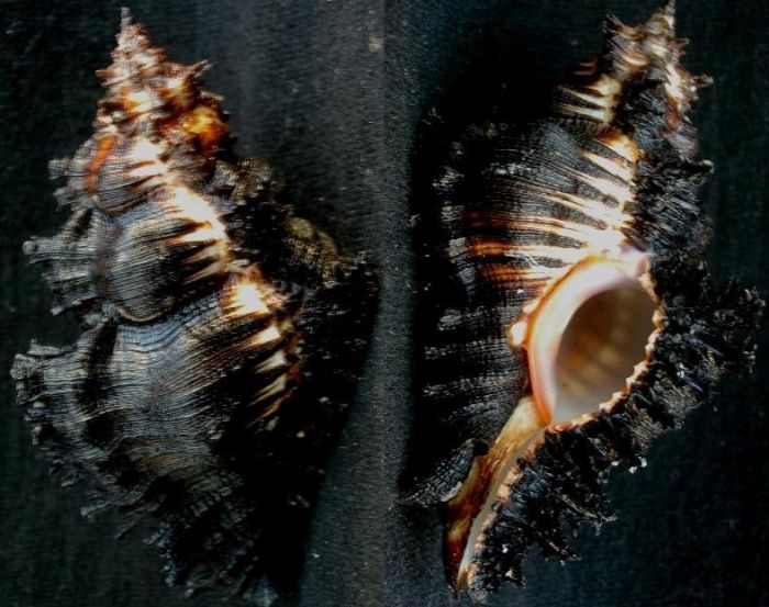 Chicoreus brunneus  70mm  Olango islands  Philippines