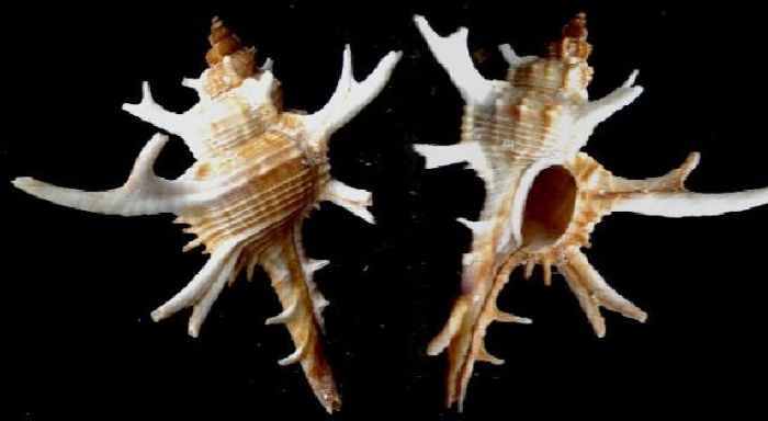 Chicoreus cervicornis 47mm Amhem Land 1987 Australie