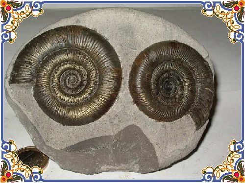 DACTYLIOCERAS GB