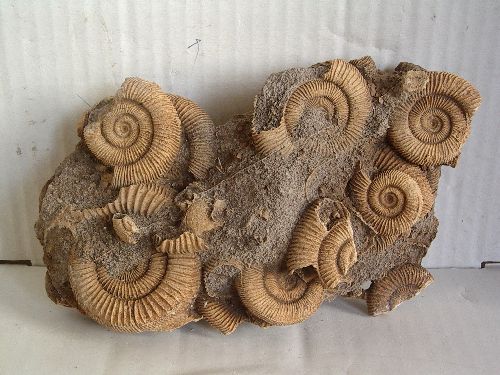 Bloc de Dactylioceras d\'Allemagne 17,5*10 cm