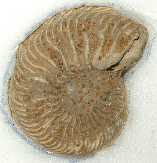 Cardioceras cordatum 