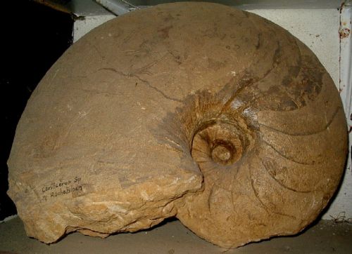 Cenoceras striatum géant  de Fresney le Puceux  32cm