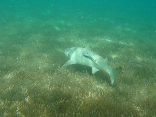 Nurserie requins citrons / Petite Terre / PMT par 2 métres d'eau