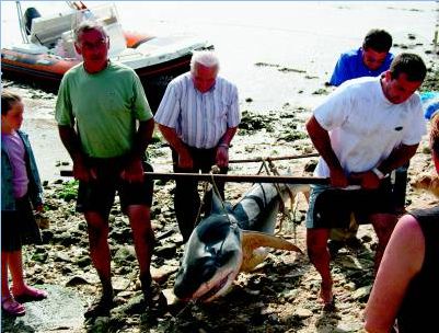 Un requin Tigre péché en Juillet 2007 à 2 miles nautiques de la plage de Fouras
